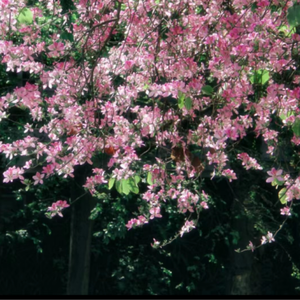 蜜臀AV色欲A片无码一区
